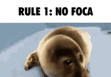 Foca No GIF - Foca No Rule1 GIFs