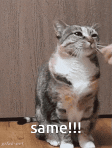 Cat Same GIF - Cat Same Cat Same GIFs