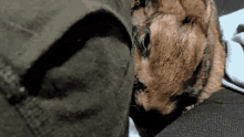 Animales Beso GIF - Animales Beso Kiss GIFs
