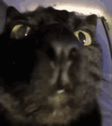 Cat Pog GIF - Cat Pog Moment GIFs