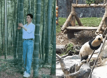 a man standing in a bamboo forest next to a panda