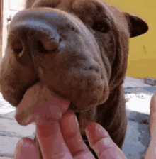 dog lick pet happy