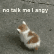 Cat Angy GIF - Cat Angy Cat Angry GIFs