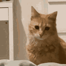 Cat Confused GIF - Cat Confused Cat Is Confused GIFs