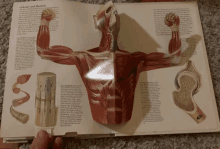 Muscles Strong GIF - Muscles Muscle Strong GIFs