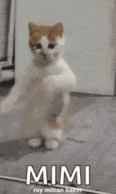 a white and orange cat is standing on its hind legs in a room .