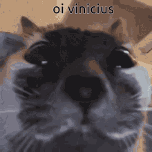 Oi Vinicius Hi Vinicius GIF