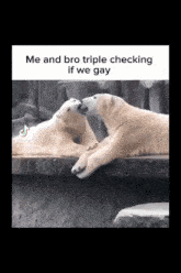 two polar bears kissing each other with the caption me and bro triple checking if we gay ..