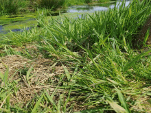 a lush green field of grass with a stream in the background