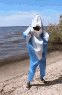 Dancing Shark GIF - Dancing Shark GIFs