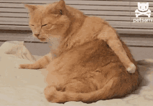 A Little Too Comfortable GIF - Cat Butt Scratch GIFs