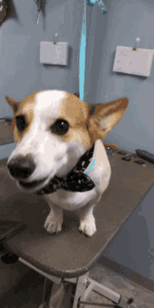 Party Animal Play Time GIF - Party Animal Play Time Dog GIFs