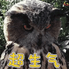 猫头鹰 可爱 超生气 GIF - Owl Cute Angry GIFs