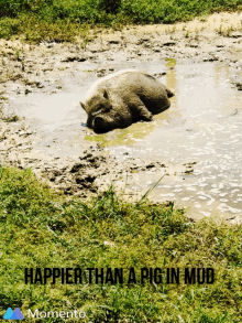 Hoginslop Pig In Mud GIF