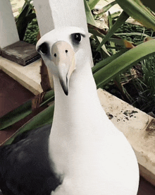 Albatross GIF - Albatross GIFs