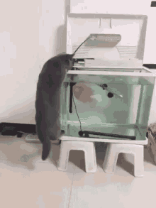 Fish Shook GIF - Fish Shook Cat GIFs