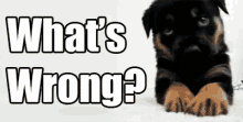 What'S Wrong Dog GIF - Whats GIFs