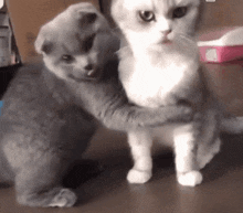 GIF