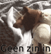 Geen Zin In Dutch GIF - Geen Zin In Dutch Dog GIFs