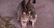 Friends Forever We Are Best Friends GIF - Friends Forever We Are Best Friends Walking Together GIFs