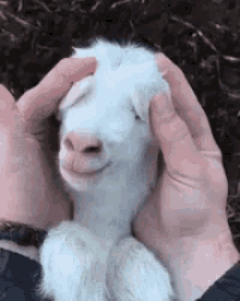 Baby Goat GIF - Baby Goat Surprise GIFs