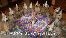 a group of dogs wearing party hats are sitting around a birthday cake