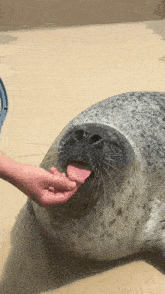 a seal with its tongue hanging out is being fed by a person