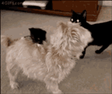 Dogs Funny GIF - Dogs Funny GIFs