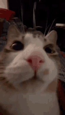 a close up of a cat 's face with a pink nose