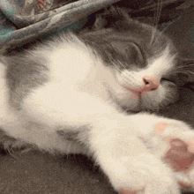 a gray and white cat is sleeping on its back