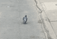 Pigeon Walk GIF - Pigeon Walk Walking GIFs