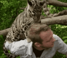 Clouded Leopard Big Cats GIF - Clouded Leopard Big Cats Cuddle GIFs