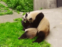 panda clingy hug