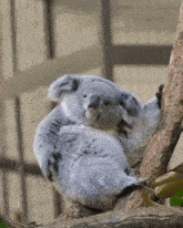 Koala Shake His A GIF - Koala Shake His A GIFs