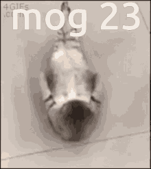 Cat Situp Cat GIF - Cat Situp Cat Mog23 GIFs