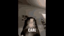 Carl Rat GIF - Carl Rat Mouse GIFs