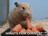 Hungry Carrot GIF - Hungry Carrot Starving GIFs