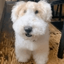 a small white dog is sitting on a wooden floor .