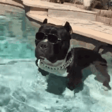 Dog Pool GIF - Dog Pool Shades GIFs