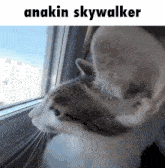a cat is looking out of a window with the caption anakin skywalker