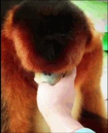 Evil Monkey Golden Snub Nosed Monkey GIF