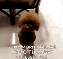 Disco Tuesday Dog GIF - Disco Tuesday Dog Walk GIFs