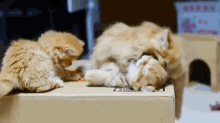 Save Me Brother GIF - Fluffy Meow Adorable GIFs