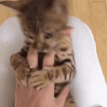 How Could You? GIF - Shook Shocked Cants GIFs