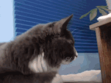 a gray and white cat standing in front of a window