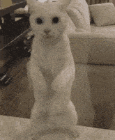 Cat Window GIF - Cat Window Chief Keef Cat GIFs