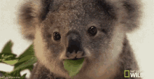 Wink GIF - Wink Koala Cute GIFs