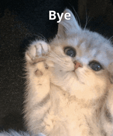 a cat laying down with its paw up and the word bye written above it