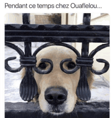 Lunettes GIF