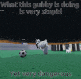 a picture of a dog kicking a soccer ball with the caption what this gubby is doing is very stupid